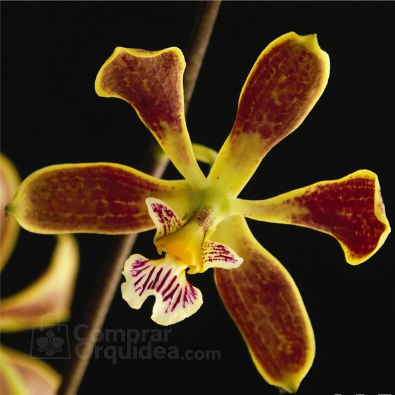 Encyclia Oncidioides “Dark” Muda