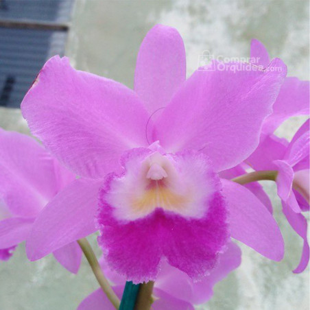 Cattleya Portia Tipo