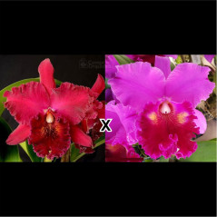 Blc Chia Lin "New City" x Blc Amy Wakasugi "Yamanashi"