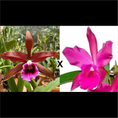 Laelia Tenebrosa Rubra x Potinara Helia Biani Ferreira