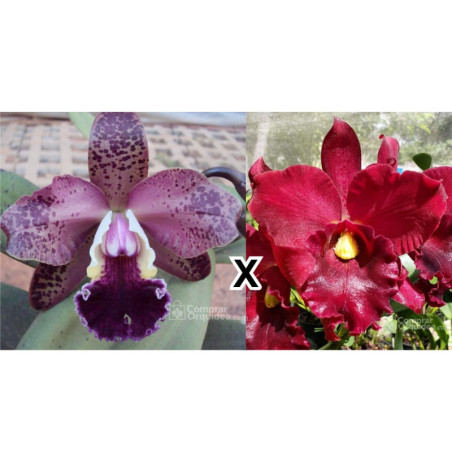 (C. Whitei x Blc Durigan) x Lc. Orglade's Royal Lady “Roman Holiday”