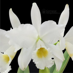 Cattleya Labiata alba