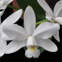 Cattleya Violacea Alba