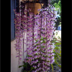 Dendrobium Pierardii