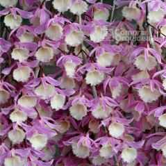 Dendrobium Pierardii produtor muda