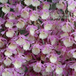 Dendrobium Pierardii Muda
