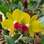 Blc Red Gold (Chinese Bronze x Toshie Aoki)  Pré-Adulta