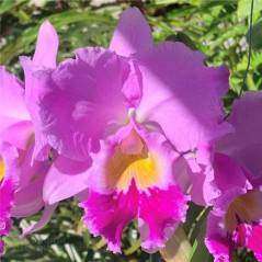 Blc Beatriz Kunning