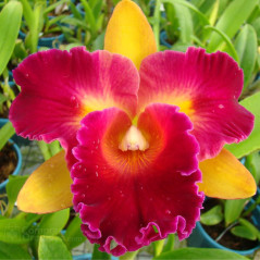 Blc Nobile´s Tropical Sunset