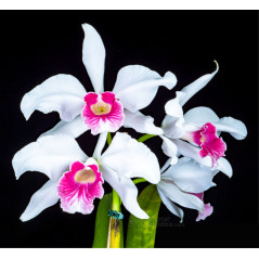 Laelia purpurata var. carnea “Cereja”