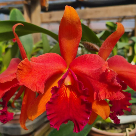 Cattleya Naomi Kerns