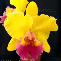 Blc Nobile´s Golden Top “Miss Brasil”