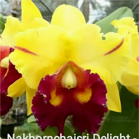 Rlc Nakornchaisri delight “Yen” comprar orquidea
