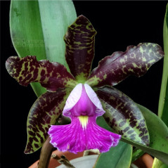 Cattleya Peckhaviensis