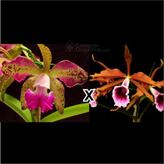 Blc tatarown x Laelia tenebrosa rubra