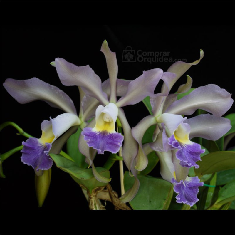 Cattleya Whitei Coerulea ADULTA