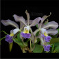 Cattleya Whitei Coerulea ADULTA