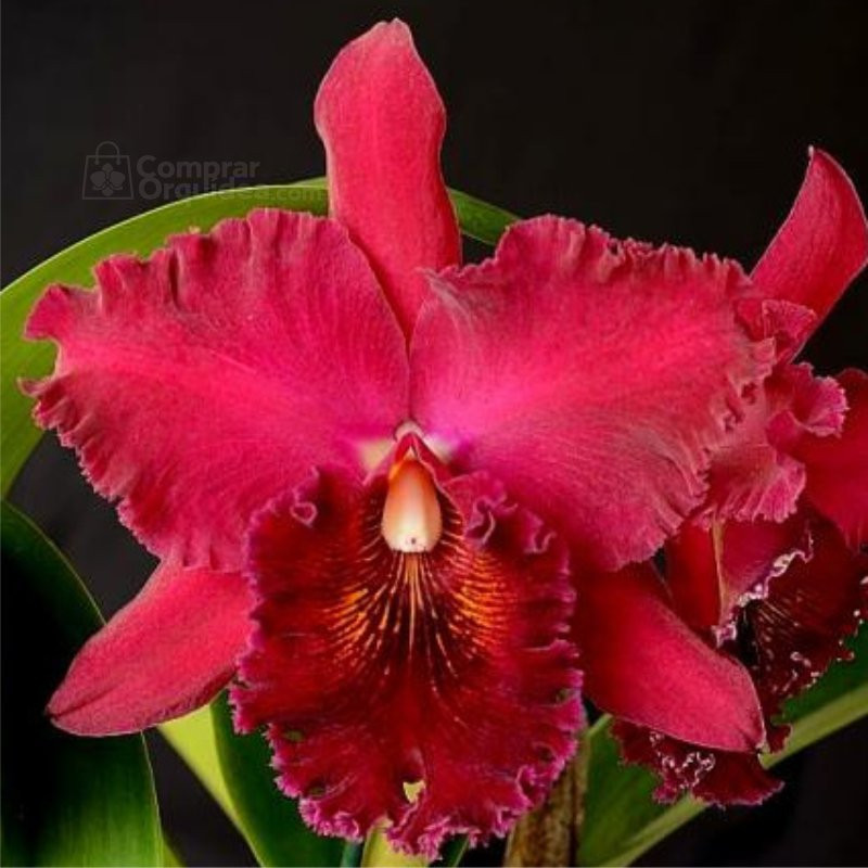 Blc Chia Lin "New City" ADULTA