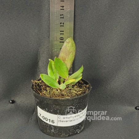 Cattleya amethystoglossa tipo (Severiano x Orchidglade) Muda