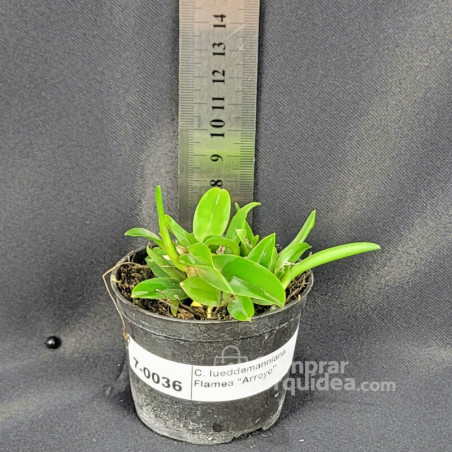 Cattleya lueddemanniana Flamea “Arroyo” Muda
