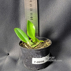 Cattleya violacea semi alba “Striata” Mudinha