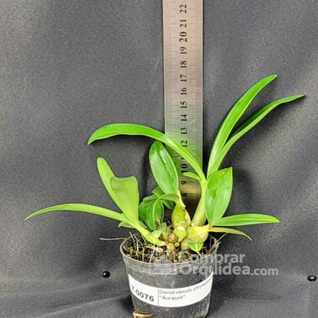 Dendrobium chrysotoxum “Aureum” Muda