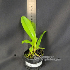 Laelia Tenebrosa Rubra Muda