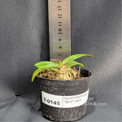 rhynchostylis gigantea “Spot” claro Muda