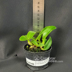 Cattleya nobilior (Lilacina Perola x Fernando Terra) Mudinha