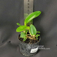 Cattleya nobilior var. Amaliae (Alba X Coerulea D' Julia) Muda