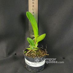 Cattleya walkeriana tipo (Tuta x Carola) seedling