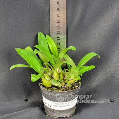Dendrobium chrysotoxum var. “oculatum” Muda