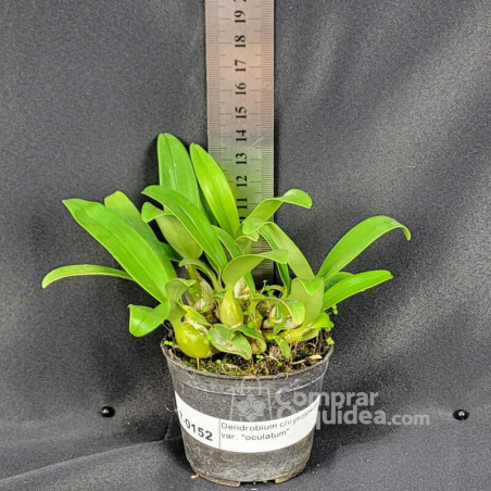 Dendrobium chrysotoxum var. “oculatum” Muda