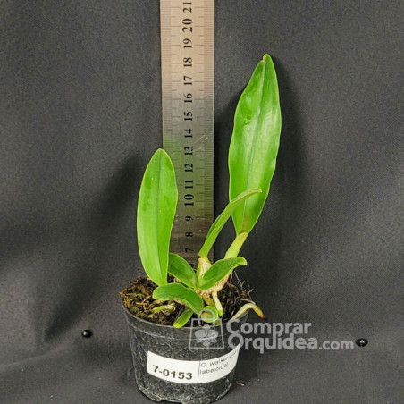 Cattleya walkeriana (trilabelo x labeloide) Muda