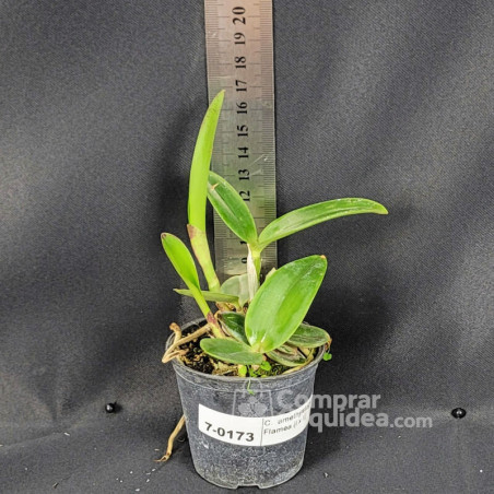 Cattleya  amethystoglossa Flamea (I x II) Muda