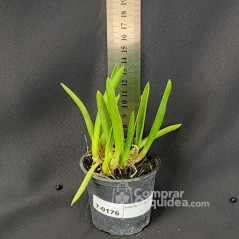 Laelia briegeri Pré-Adulta Mini / Micro Orquídea