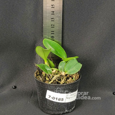Cattleya nobilior var. tipo(Elias Najin x Fernando Terra) Muda