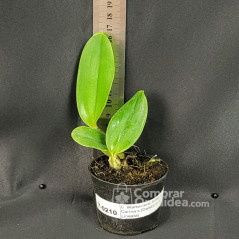 Cattleya Walkeriana flamea Carina x (Cambara x Lineata)