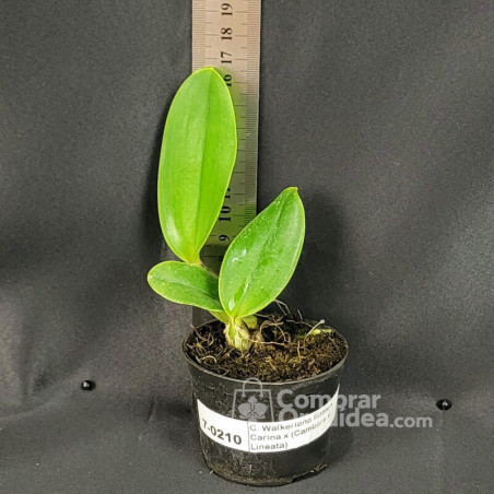 Cattleya Walkeriana flamea Carina x (Cambara x Lineata) Muda