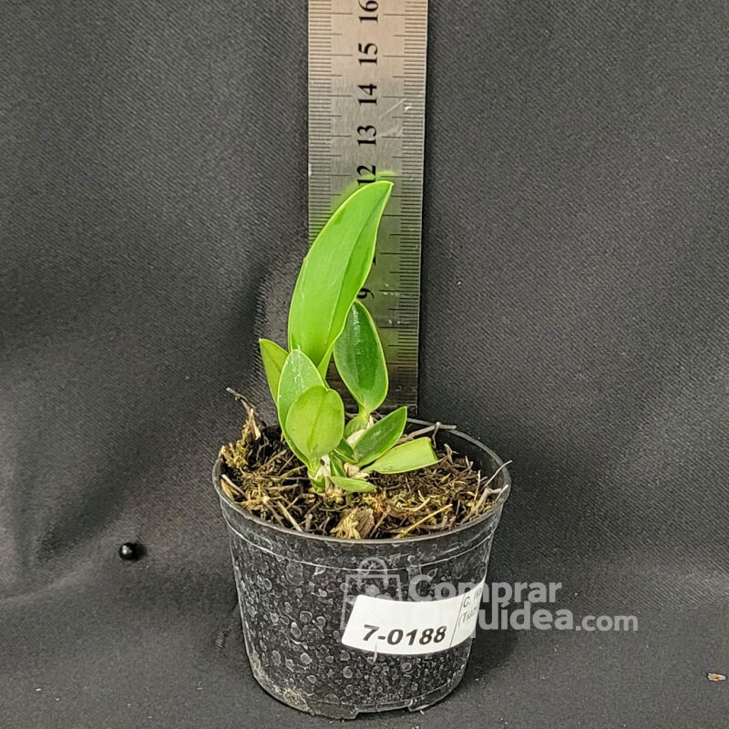 Cattleya Walkeriana Vinicolor (Tiazinha x Carvalho) Muda