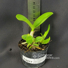 Cattleya nobilior var amaliae (Sensação x Rei do Cerrado) Muda
