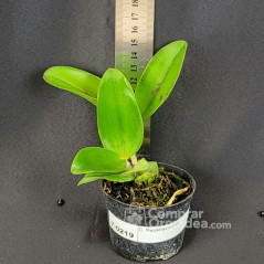 Cattleya Peckhaviensis Muda