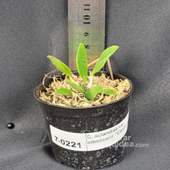 Cattleya aclandiae var. albescens  “Carolyne” Muda