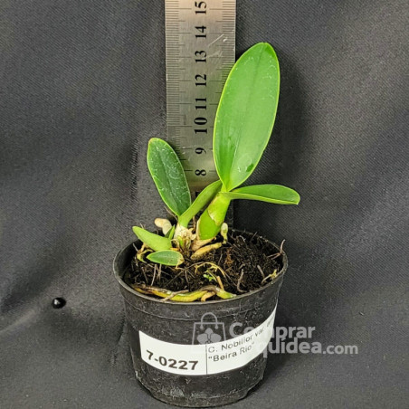 Cattleya Nobilior var. amaliae “Beira Rio“ Muda