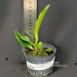 Cattleya Granulosa (Jordão x Trilabelo) Muda