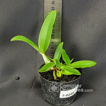 Cattleya nobilior semi alba Gurupi x Combinado Muda