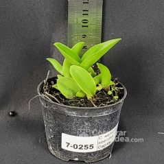 Cattleya walkeriana var. coerulea “Antonio Capitão” Muda
