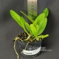 Cattleya Schilleriana var Coerulea Muda