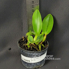 Cattleya walkeriana Labeloide x A-15 Muda