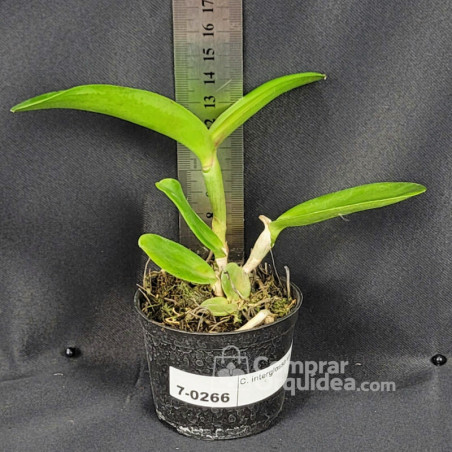 Cattleya interglossa var. flamea Muda